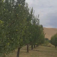 فروش باغ سیب ۲۰ ساله در روستای هفت اباد|فروش خانه و ویلا|سیلوانه, |دیوار