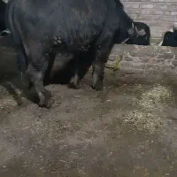 گاو گاومیش نر بدون شکم