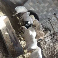 بره نره بومی سفید
