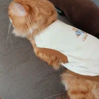 گربه|گربه|کرج, شهرک آسمان|دیوار