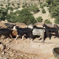 ۱۱عدد بز لری