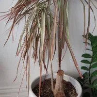 گل کاج مطبق سانسوریا دراسنا برگ انجیلی پتوس ارتشی|گل و گیاه طبیعی|اسلامشهر, شهرک محمدیه|دیوار