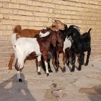 ۵راس کولار بز اسرائیلی از نژاد دوسه قلوزا ابستن