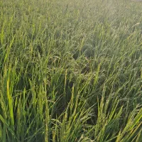 برنج محلی نیمدانه و سالم طارم علی درجه یک|خوردنی و آشامیدنی|بروجرد, |دیوار