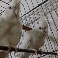 عروس هلندی