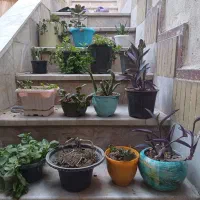 حراج۸۰ عدد گل طبیعی باگلدان درسایز متفاوت|حراج|مشهد, امام خمینی|دیوار