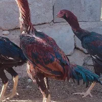 جوجه خروس لاری