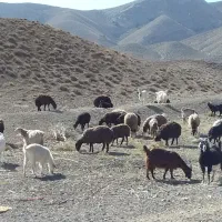 فروش دام زنده داشتی