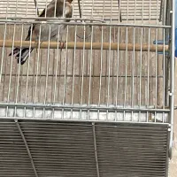 سهره نر نشون دار کار داده