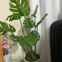 درخچه برگ انجیری