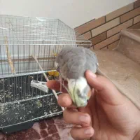 عروس هلندی ماده سخنگو|پرنده|شوش, |دیوار