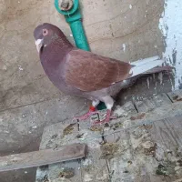 کبوتر پلاکی