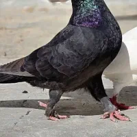 کبوتر موشی سوری (مصری)