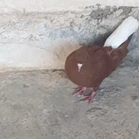 معاوضه سرخ دمبی نر با سبز دمبی ماده زیر ورودار|پرنده|دوگنبدان, |دیوار