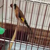 سهره نره قرص شلاقی بخون مست مست ۲۴