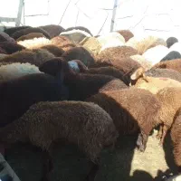 بره پای پروار