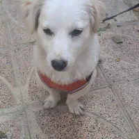 سگ پا کوتاه|سگ|شیراز, تندگویان|دیوار