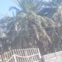 خوشه بری