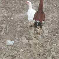 مرغ و خروس لاری|پرنده|گالیکش, |دیوار