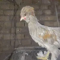 نوچه مرغ وخروس سلطان