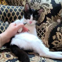 واگذاری  بچه گربه تاکسیدو باهوش|گربه|رشت, منظریه|دیوار