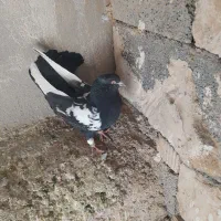 سینه سیاه نر  بزن 380تومن|پرنده|مرودشت, دولت آباد|دیوار