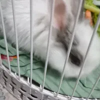 خرگوش|موش و خرگوش|مشهد, شهید آوینی|دیوار