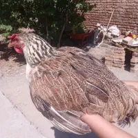 بک عدد اردک نر و دو عدد مرغ