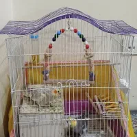 پرنده،عروس هلندی باقفس