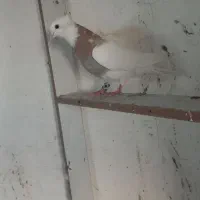 دو عدد کفتر طوقی