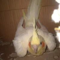 یک جفت عروس هلندی نر وماده