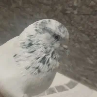 کبوتر سوسکی