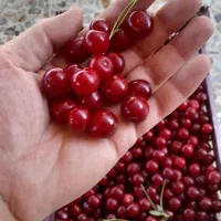 آلبالو محلی درشت