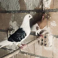 فروش دو عدد نر گرفتنی