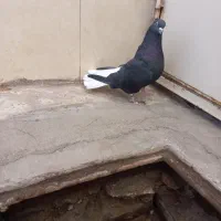 زیل دم سفید نر|پرنده|اقبالیه, |دیوار