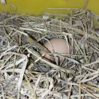 تخم بوقلمون و مرغ|حیوانات مزرعه|بندرعباس, |دیوار