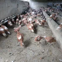 بو قلمو ن|حیوانات مزرعه|رشت, تازه آباد|دیوار