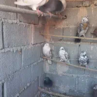 کبوترپرشی|پرنده|وحیدیه, |دیوار