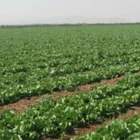 اجاره زمین کشاورزی دلیجان