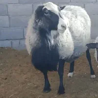 قوچ رومانوف مخصوص چند قلو زایی