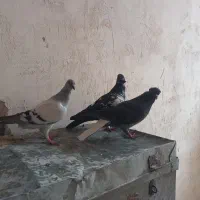 ستا سید پرشی