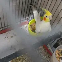 عروس هلندی گم شده