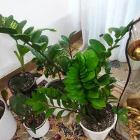 گل طبیعی|گل و گیاه طبیعی|قوچان, |دیوار