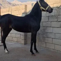 کره مادیان درجه یک
