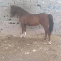 مادیان کره بن طاووس