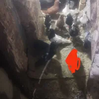 دم سفید ۲۰۰ کفتر|پرنده|مشهد, امیرآباد|دیوار