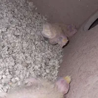 عروس مولد با ۴ جوجه