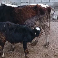 گاو با گوساله ماده|حیوانات مزرعه|پارسآباد, |دیوار