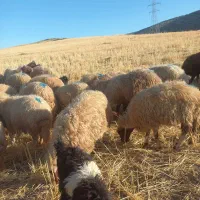 شک داشتی|حیوانات مزرعه|چرداول, |دیوار