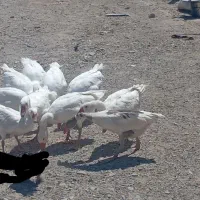 غاز